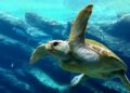 World Turtle Day 2022: All You Need To Know