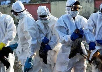 After avian flu outbreak, over 20k birds to be culled in Kerala