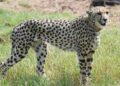 Cheetah Task Force constituted