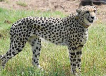 Cheetah Task Force constituted