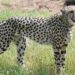 Cheetah Task Force constituted