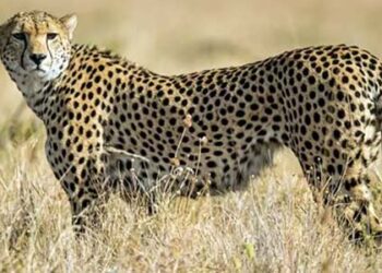 Inter-governmental agreement to re-introduce Cheetah to India from South Africa concluded
