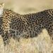Inter-governmental agreement to re-introduce Cheetah to India from South Africa concluded