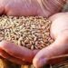 Centre names its new free food grain scheme Pradhan Mantri Garib Kalyan Ann Yojana