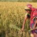Indian Council of Agricultural Research signs a MOU with Amazon Kisan to Empower Farmers