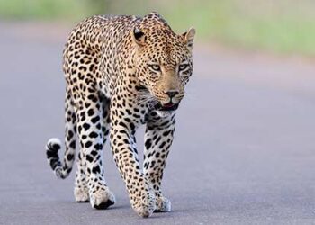 India Conducts Fifth Cycle Leopard Population Estimation