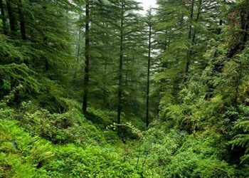 India Highlights Forest Conservation Success at UNFF 19, Ranks 3rd in Global Net Forest Gain