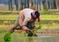 Provision Of ₹ 1.52 Lakh Crore For Agriculture And Allied Sector In Union Budget 2024-25