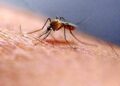 Union Health Ministry Issues Advisory to States in view of Zika virus cases from Maharashtra