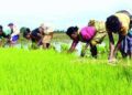 Cabinet approves ₹1 lakh crore for PM-RKVY and Krishonnati Yojana to boost food security and sustainable agriculture