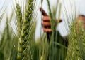 Rabi crop sowing exceeds 614 lakh hectares
