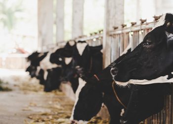 Cabinet approves Revised National Program for Dairy Development (NPDD)