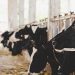 Cabinet approves Revised National Program for Dairy Development (NPDD)