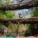 Bridging Wellness and Heritage: Yoga Takes Over Meghalaya’s Living Root Marvel