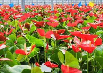 First consignment of Anthurium flowers flags off from Mizoram to Singapore exports