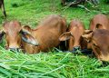 Cabinet approves ₹3,880 crore scheme to prevent, control livestock diseases