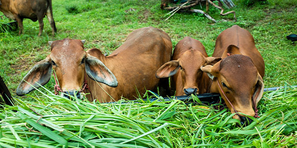 Cabinet approves ₹3,880 crore scheme to prevent, control livestock diseases